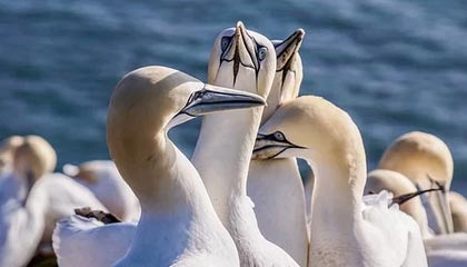 开云体育-足球文化推广列入中小学文体项目计划，小学校园足球文化建设方案