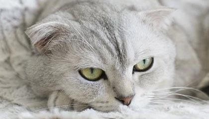 开云体育-足球文化推广列入中小学文体项目计划，小学校园足球文化建设方案