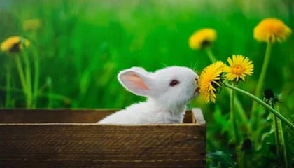 开云体育-足球文化推广列入中小学文体项目计划，小学校园足球文化建设方案